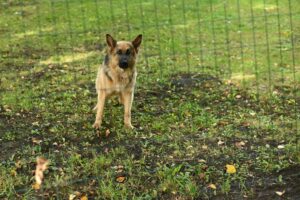 Should I Call an Attorney if I’ve Been Bitten by a Dog in Columbus, GA